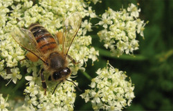 Biene, Honigbiene - Honey bee 