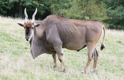 Antilope, Elenantilope - Eland 