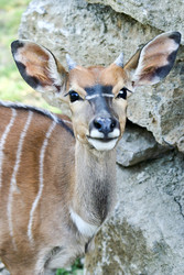 Antilope, Tiefland-Nyala - Lowland nyala 