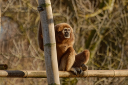 Affe, Weißhand-Gibbon - Lar's gibbon