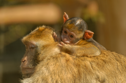 Affe, Berberaffe - Barbary macaque