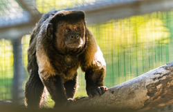 Affe, Schwarzer Kapuziner - Black capuchin 