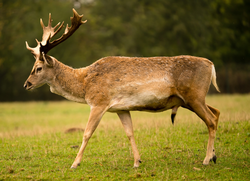 Hirsch, Mesopotamischer Damhirsch - Persian fallow deer 