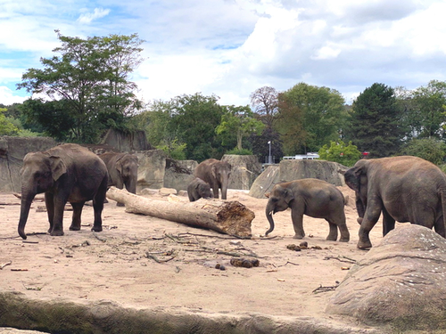 2020.08.29 Zoofahrt Köln_Elefanten.jpg