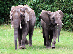 Elefanten-Lilak-Kariba-2020-08-27 (19A) 600.jpg