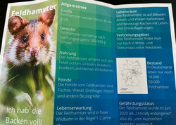 Platz 3 Feldhamster.jpg