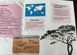 Platz 8 Böhmzebra.jpg