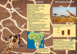 5. 5-6 Flyer - Giraffe_titel web.jpg