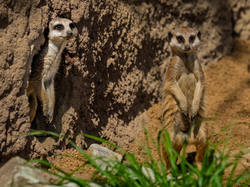 ErdmÃ¤nnchen-2026-05-04-HD-9.jpg